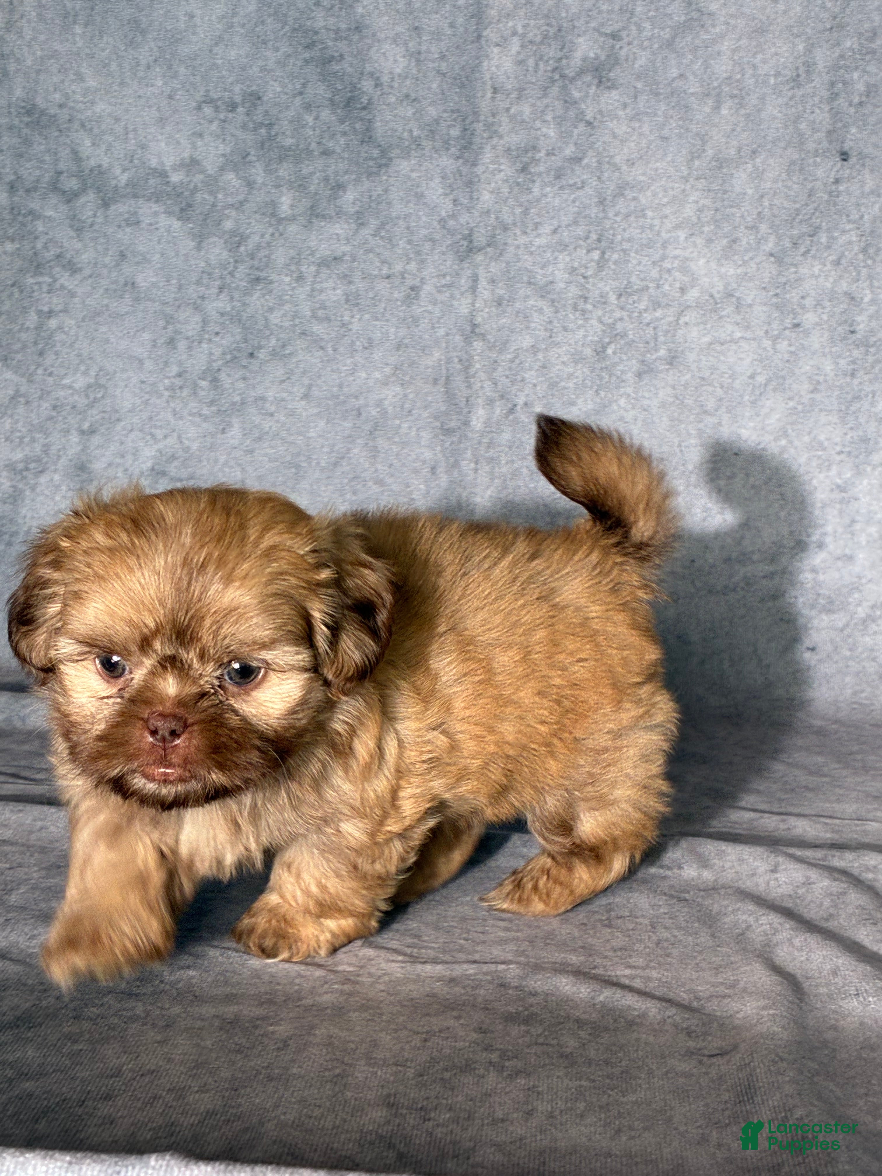 Shih Tzu dogs Nash - Ad 1