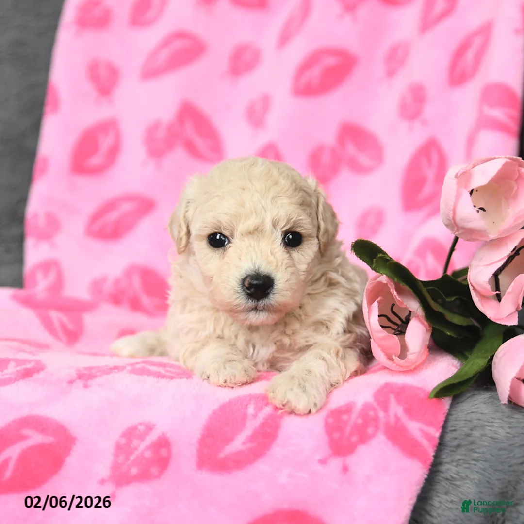 Bichpoo dogs for sale: Daffodil - Ad 4