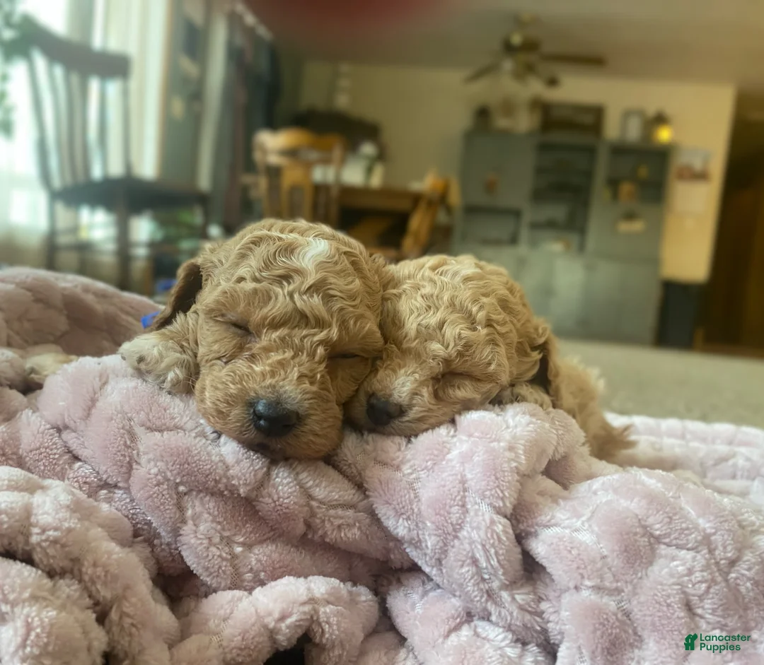 Toy Poodle dogs for sale: LITTLE ARCHIE - Ad 51
