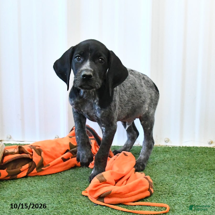 German Shorthaired Pointer dogs Lucky - Ad 2