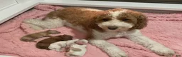 Miniature Poodle dogs for sale: Poppy- Crate and Potty Trained - Ad 13