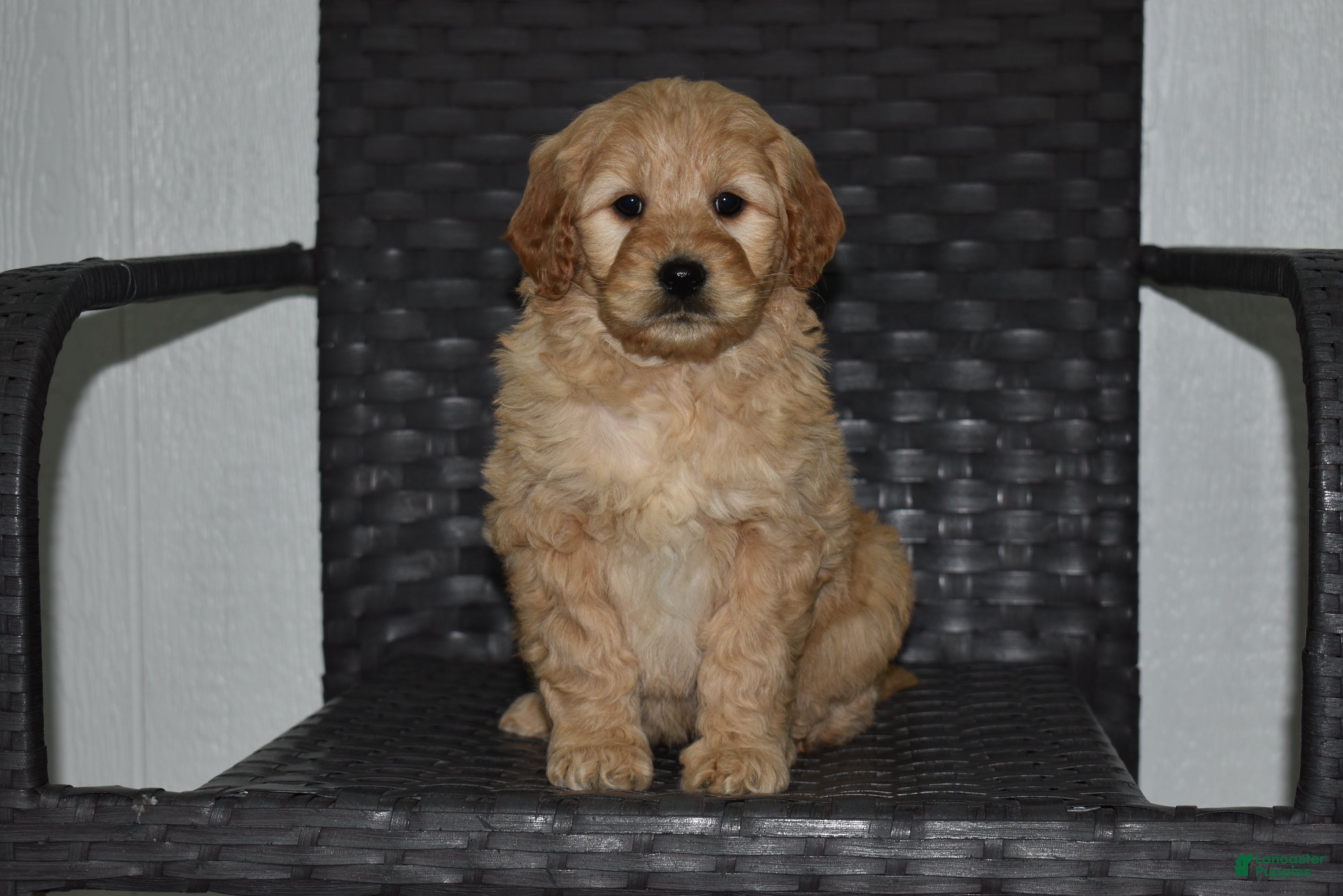 Goldendoodle dogs Lexi - Ad 27
