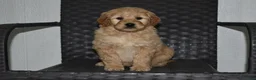 Goldendoodle dogs for sale: Lexi - Ad 1