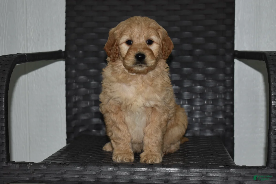 Goldendoodle dogs for sale: Lexi - Ad 1