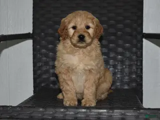 Goldendoodle dogs Lexi - Ad 27