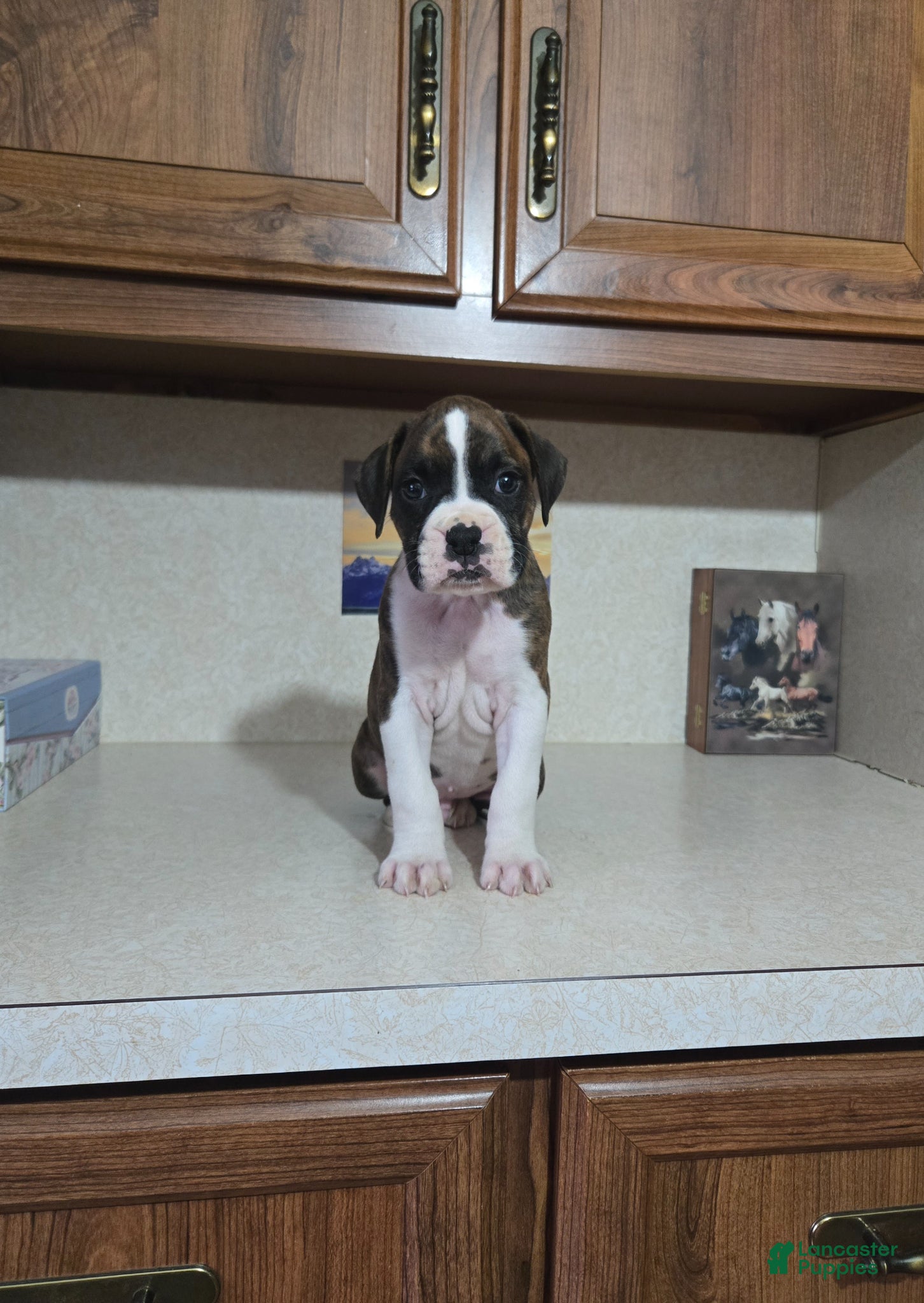 Boxer dogs for sale: Dallas - Ad 4