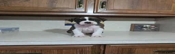 Boxer dogs for sale: Dallas - Ad 1
