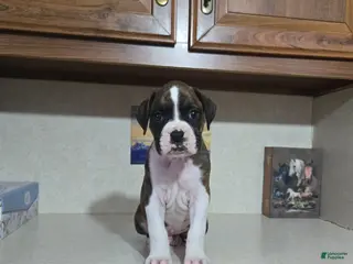 Boxer dogs for sale: Dallas - Ad 4
