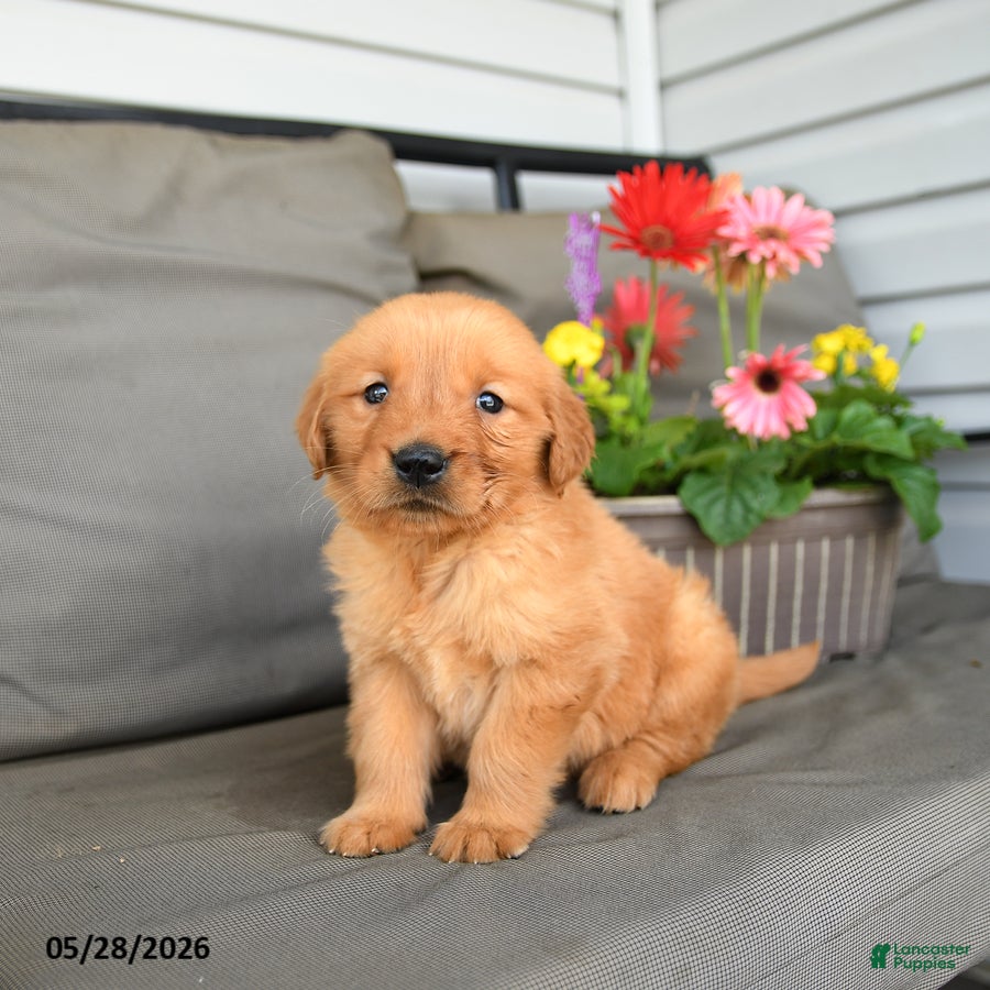 Golden Retriever dogs Mandy - Ad 2