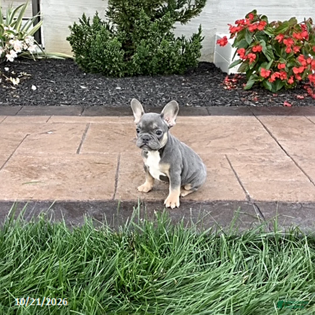 French Bulldog dogs for sale: Vivian - Ad 2