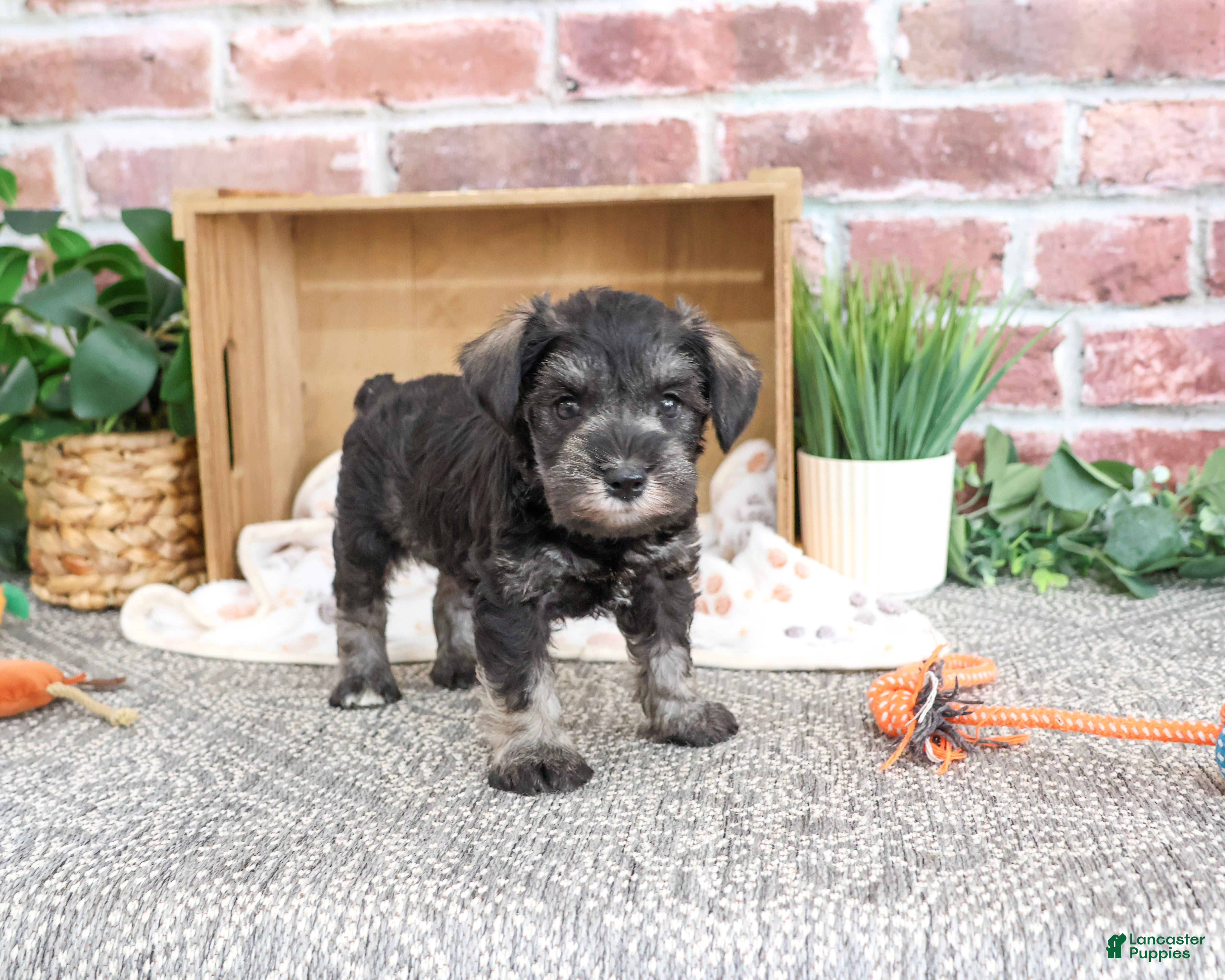 Miniature Schnauzer dogs Trenton - Ad 31
