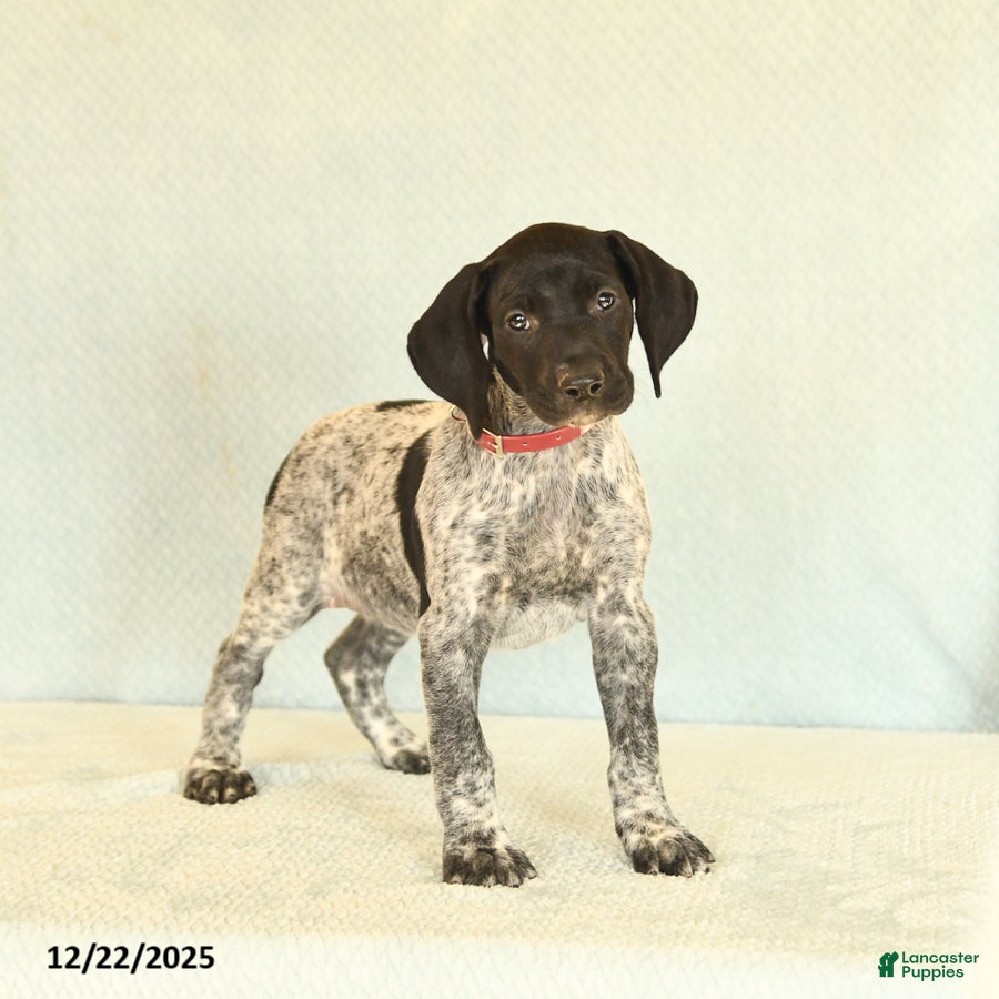 German Shorthaired Pointer dogs Tessa - Ad 5