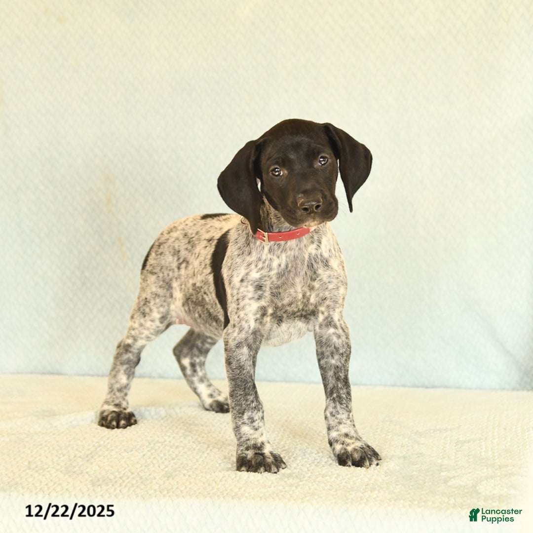 German Shorthaired Pointer dogs for sale: Tessa - Ad 1