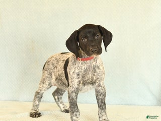 German Shorthaired Pointer dogs Tessa - Ad 5
