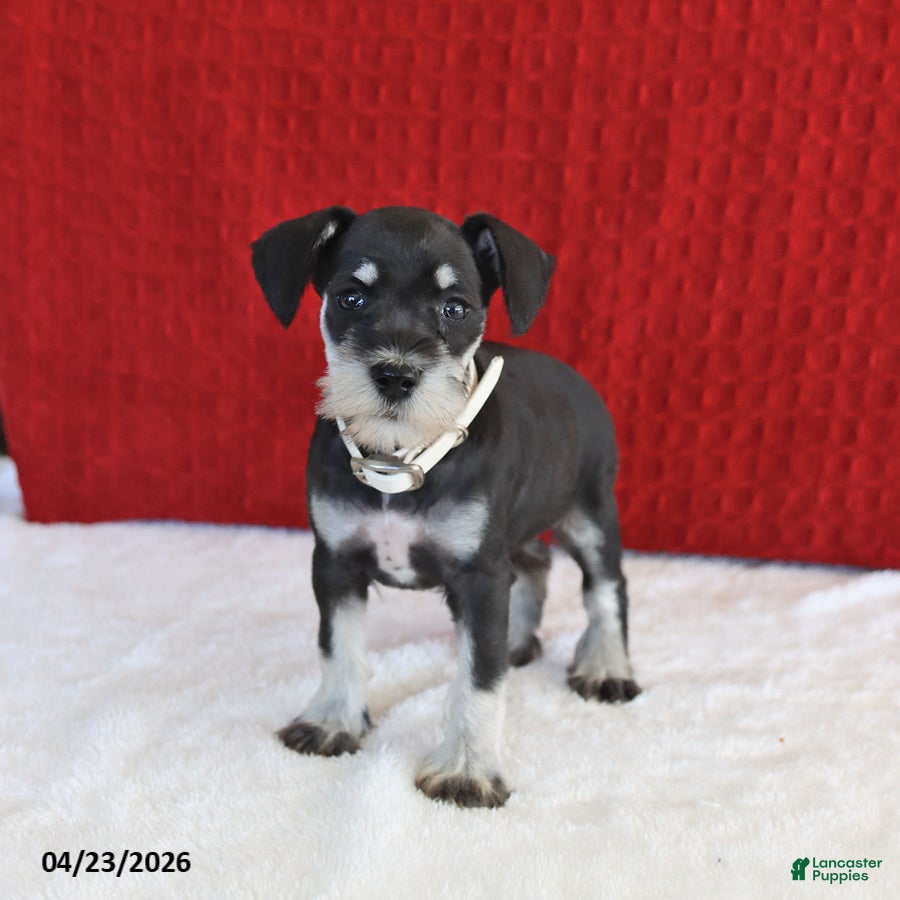 Miniature Schnauzer dogs Flower - Ad 1