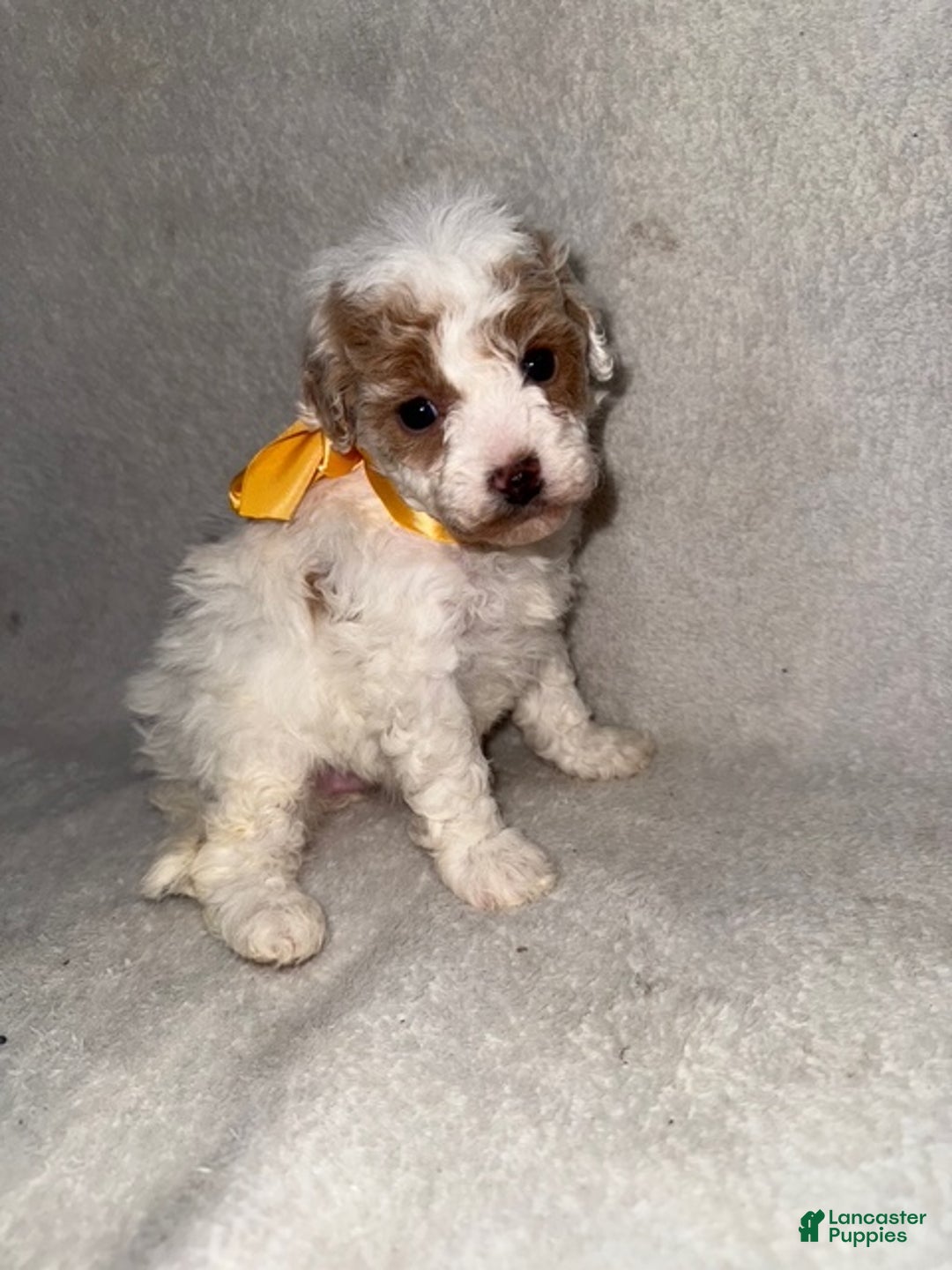 Cavapoo dogs for sale: Cavapoo Puppy 7 - Ad 1