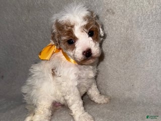 Cavapoo dogs Cavapoo Puppy 7 - Ad 34