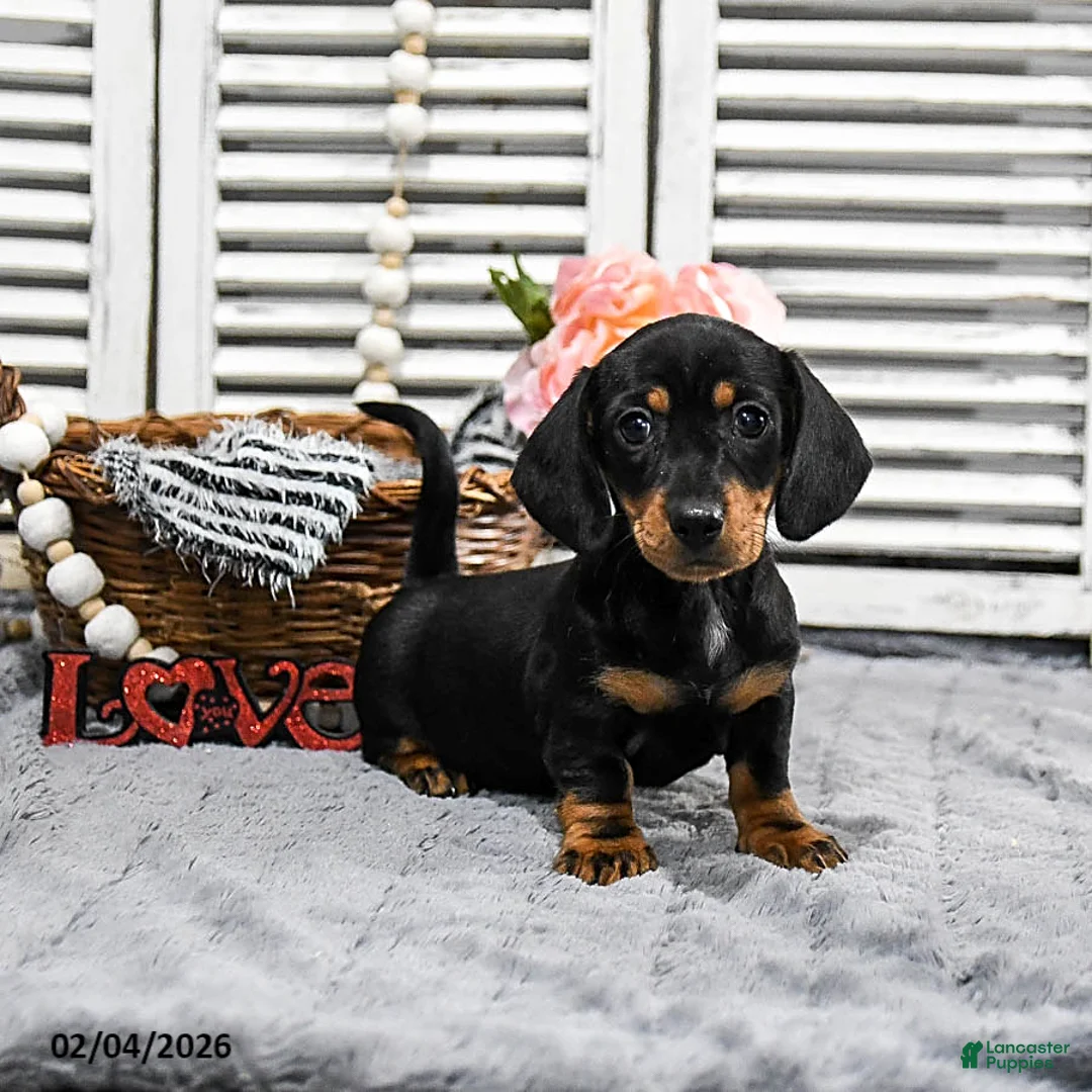 Miniature Dachshund dogs for sale: Becca - Ad 2