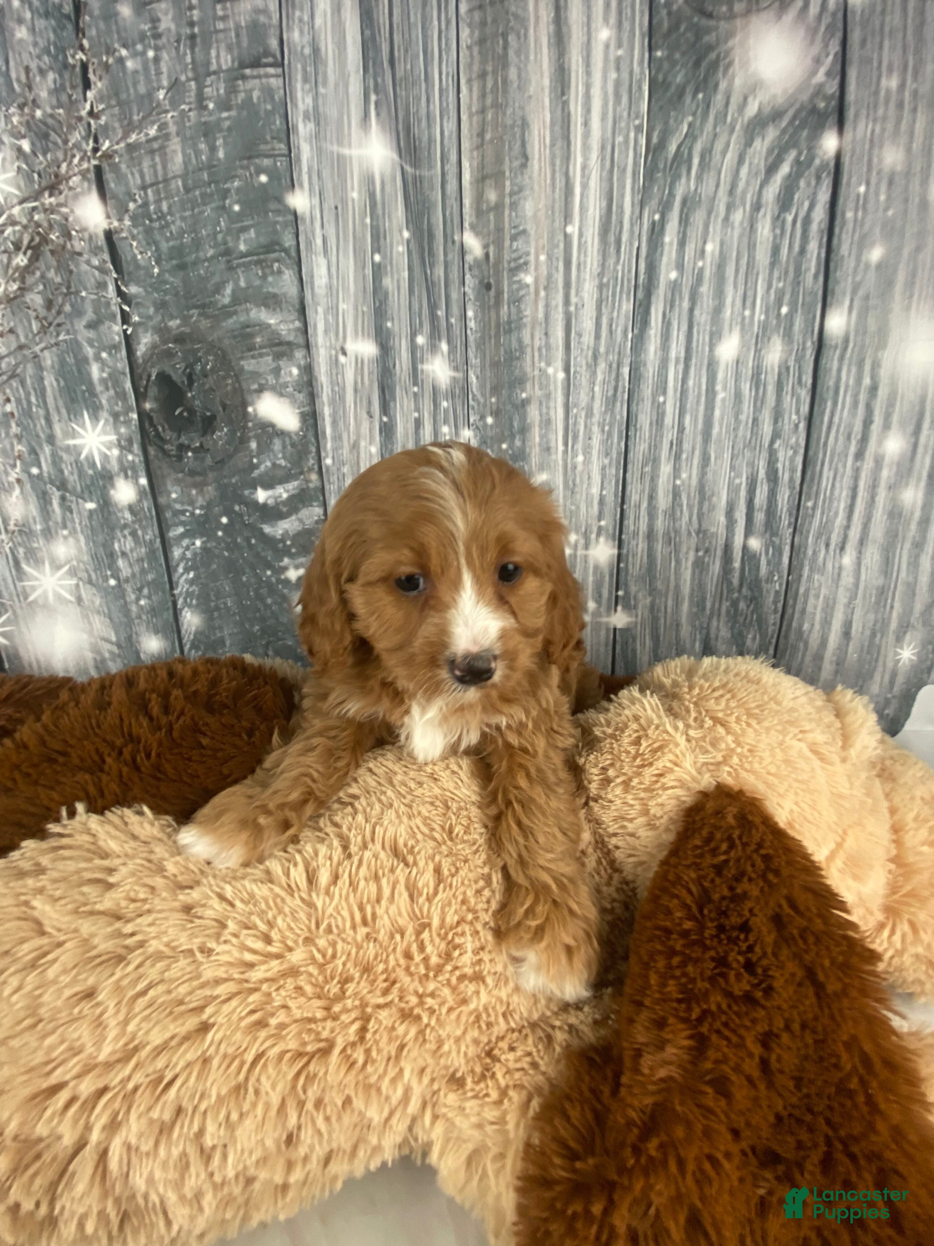 Cavapoo dogs Maple - Ad 9