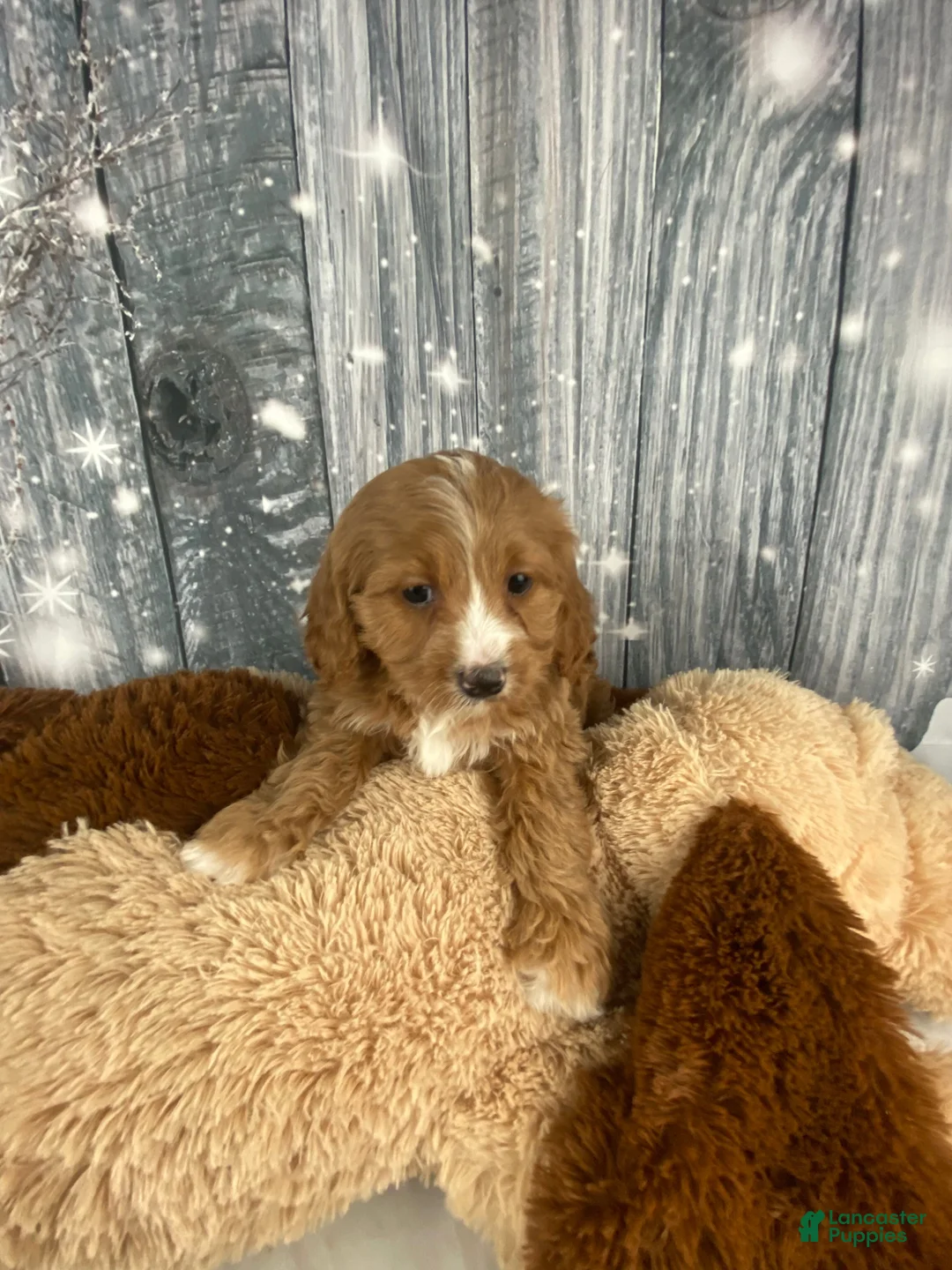 Cavapoo dogs for sale: Maple - Ad 1