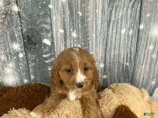 Cavapoo dogs Maple - Ad 9