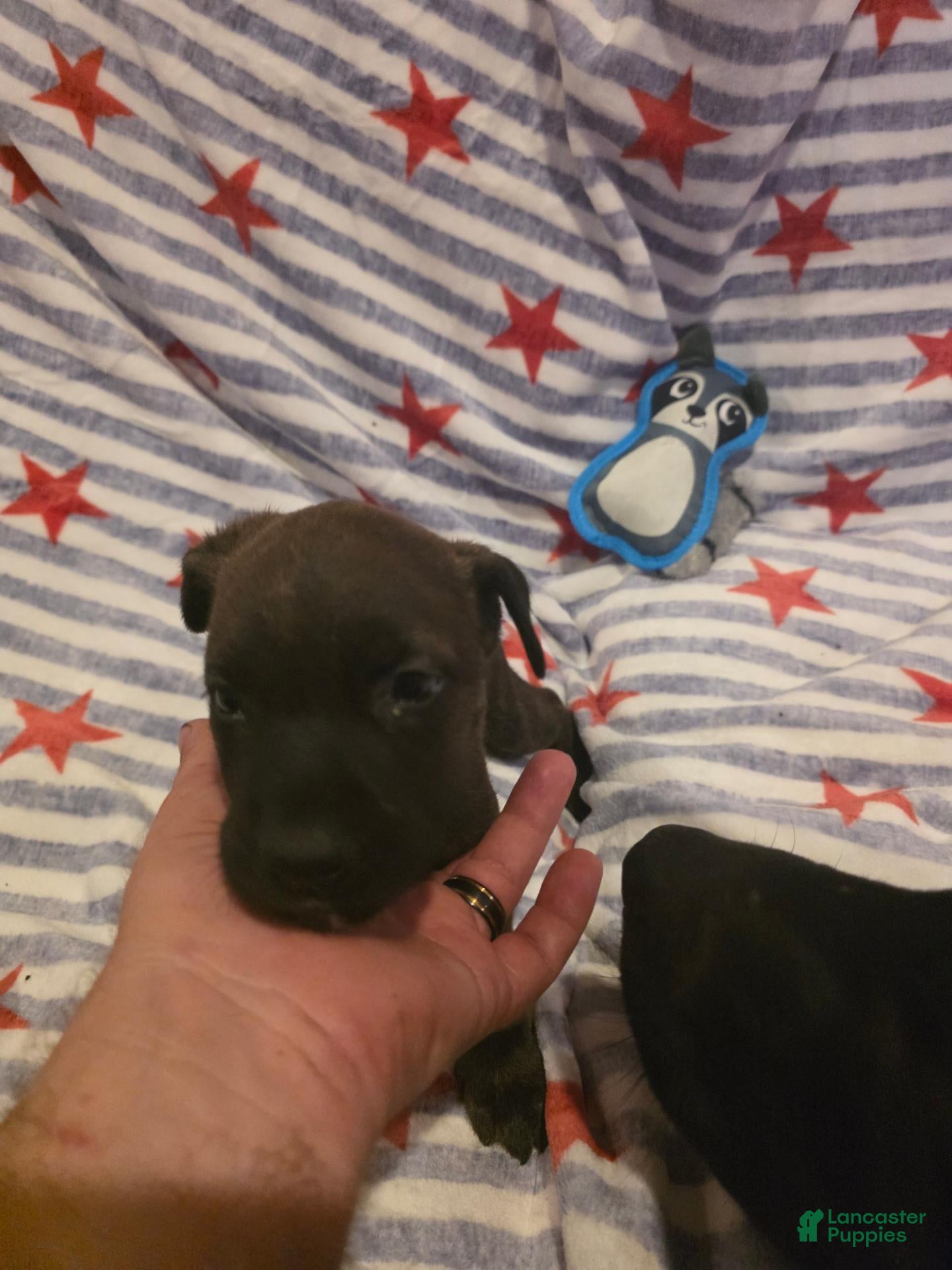 Mixed Breed dogs Mixed Breed 5 - Ad 1