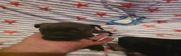 Mixed Breed dogs for sale: Mixed Breed 5 - Ad 1