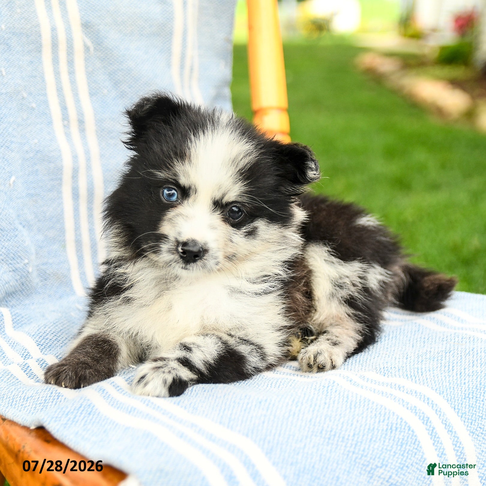 Pomeranian dogs Malcolm - Ad 2