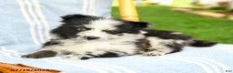 Pomeranian dogs for sale: Malcolm - Ad 2