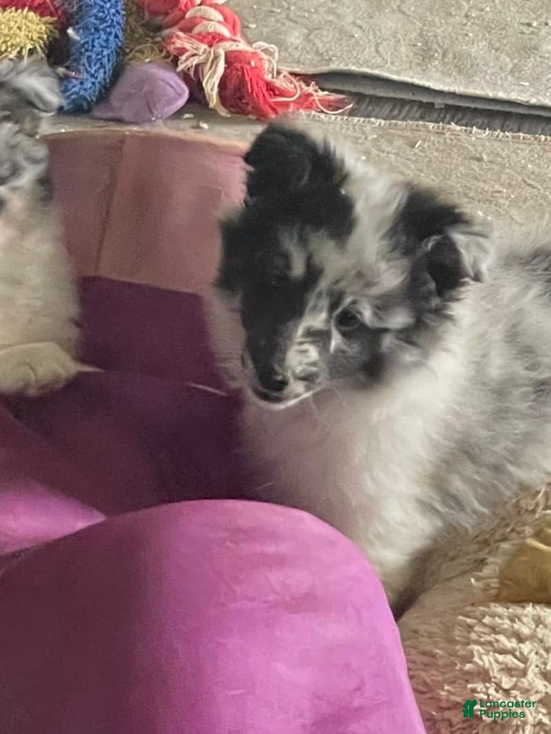 Gallery Image {{count}}