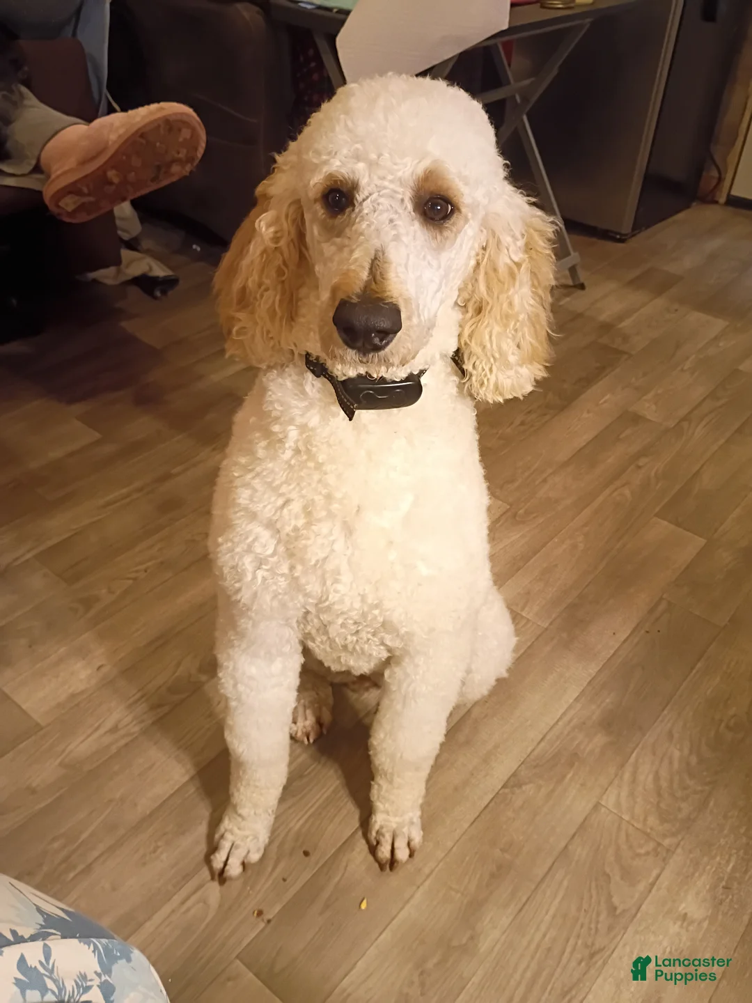 Standard Poodle dogs for sale: Standard Poodle Puppy 7 - Ad 2