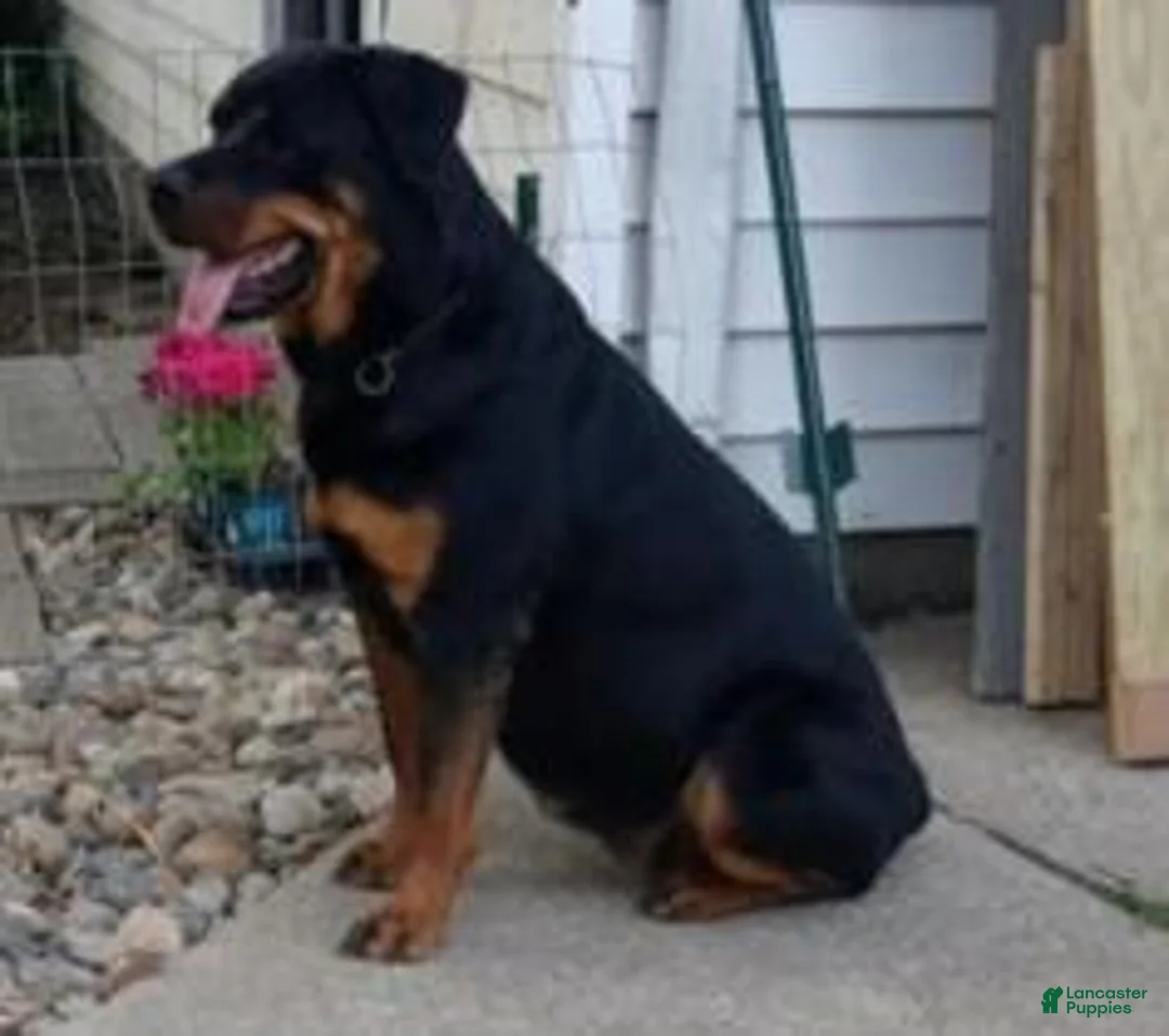 Rottweiler dogs for sale: Rottweiler 4 - Ad 2