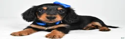 Miniature Dachshund dogs for sale: Mason - Ad 6