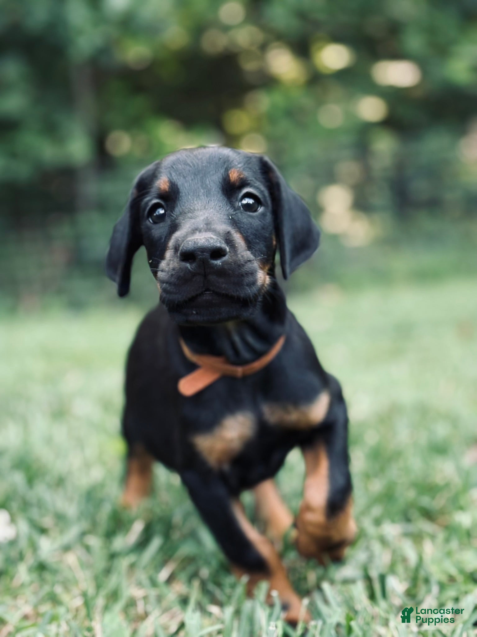 Doberman Pinscher dogs Kodiak - Ad 1