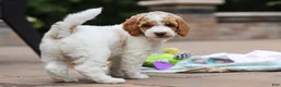 Standard Poodle dogs for sale: Blossom - Ad 13