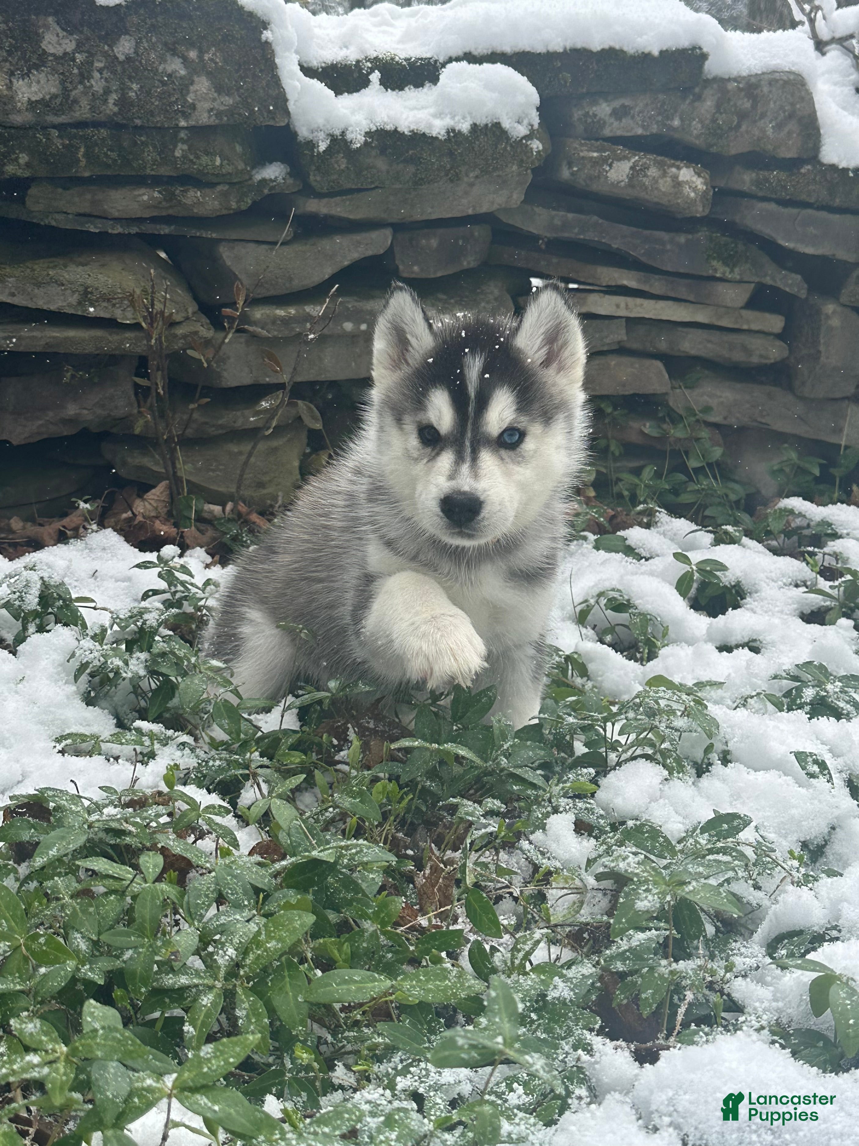 Siberian Husky dogs Peach - Ad 42