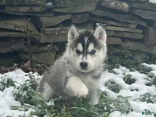 Siberian Husky dogs Peach - Ad 42