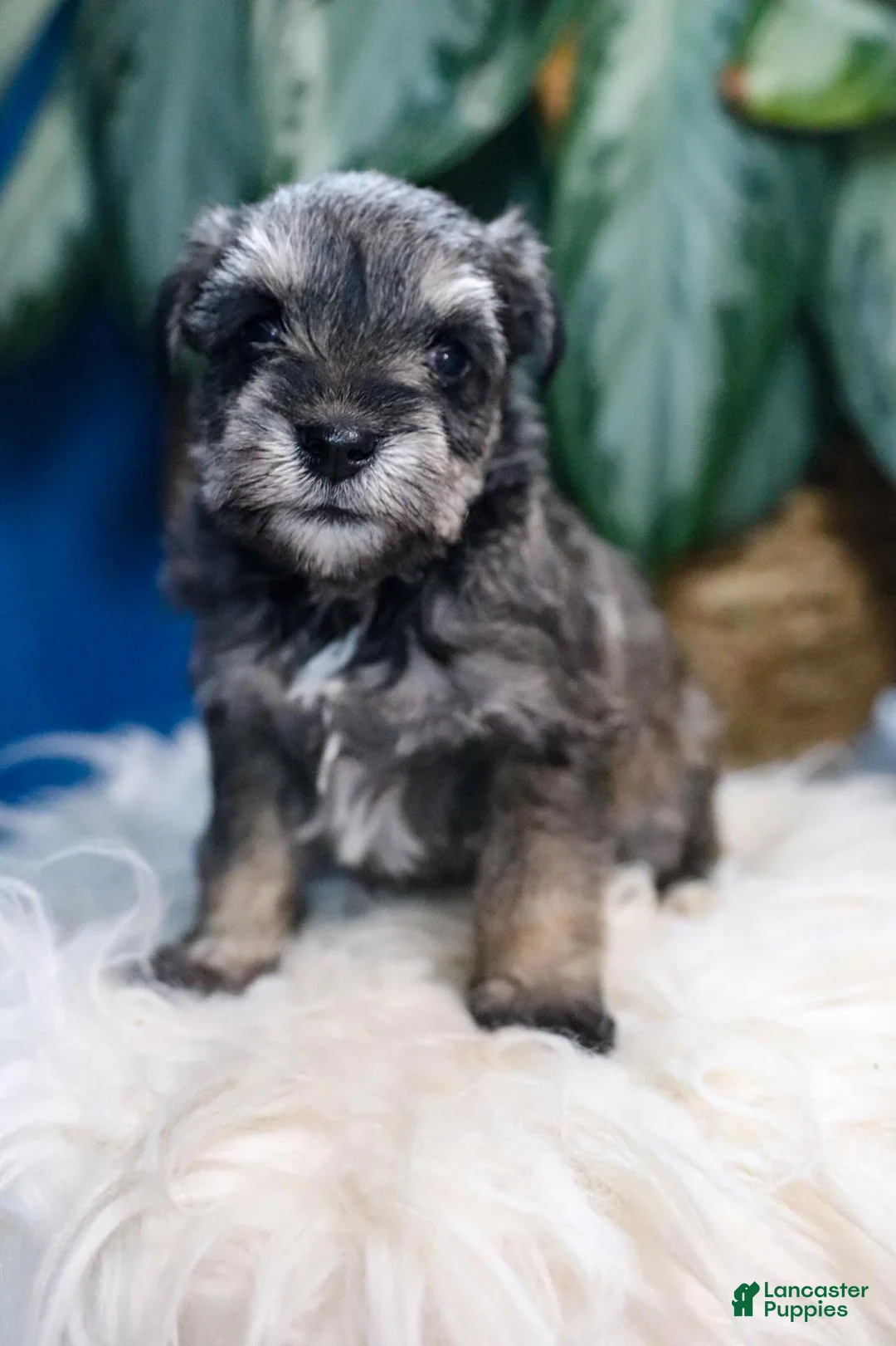 Miniature Schnauzer dogs for sale: Pepper - Ad 2