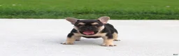 French Bulldog dogs for sale: Mocha - Ad 3
