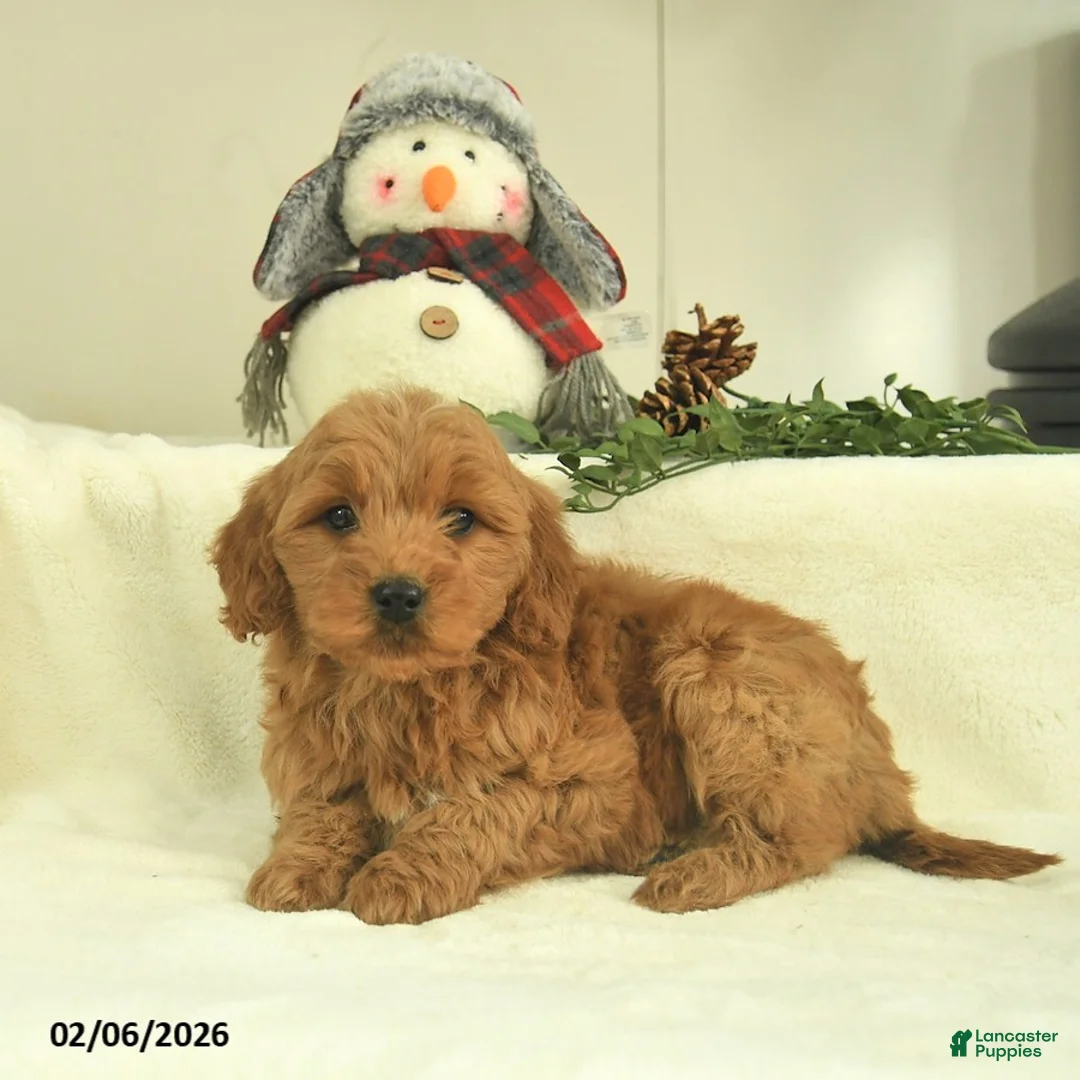 Goldendoodle dogs for sale: Delilah  - Ad 2