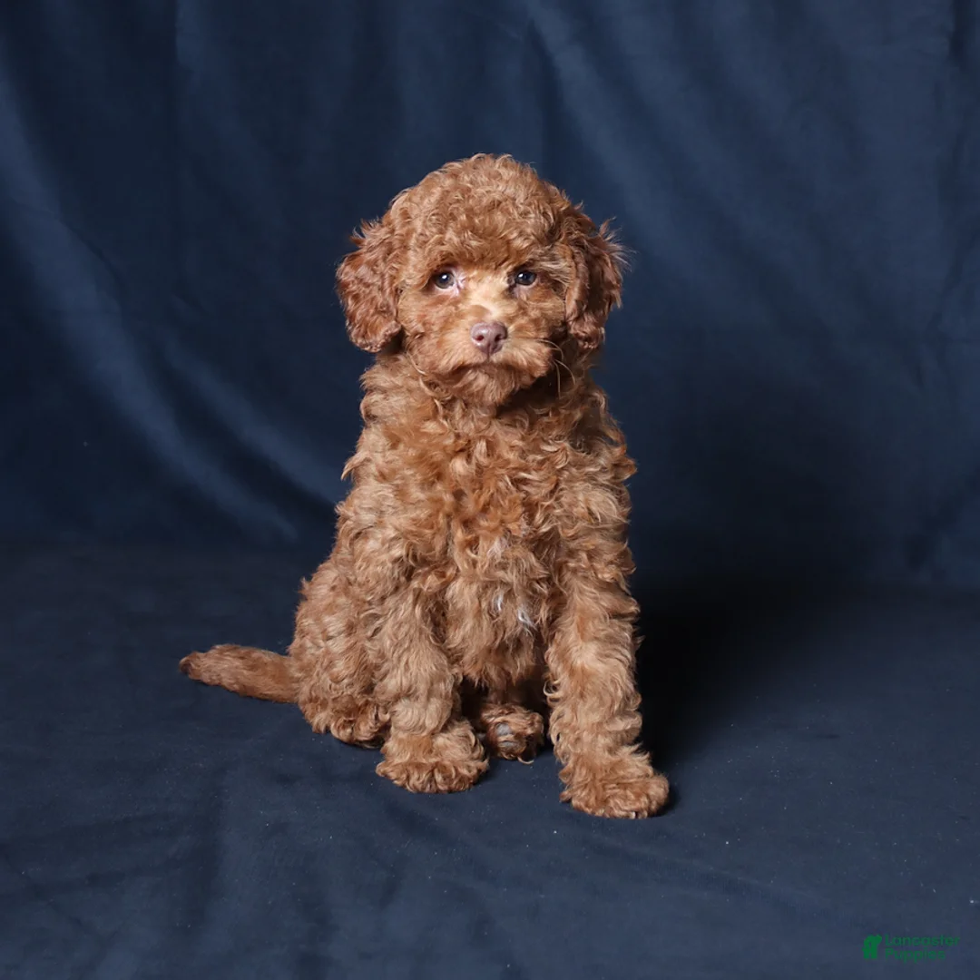 Cockapoo dogs for sale: Petals - Ad 2