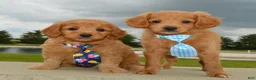 Mini Goldendoodle dogs for sale: Mini Gordon - Ad 17