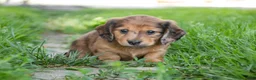 Miniature Dachshund dogs for sale: Ari Miniature Dachshund - Ad 4