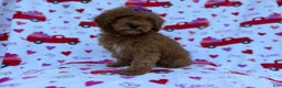 Cockapoo dogs for sale: Ginger - Ad 5
