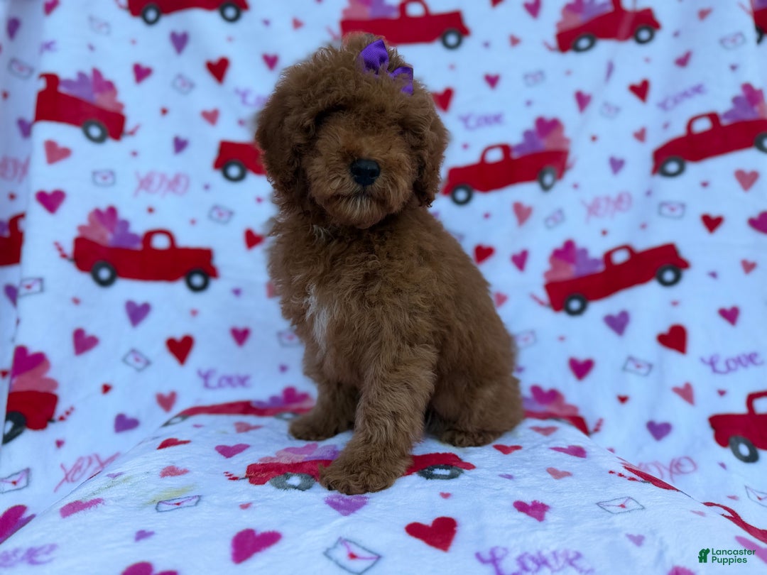 Cockapoo dogs for sale: Ginger - Ad 5