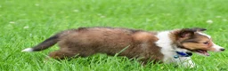 Shetland Sheepdog dogs for sale: Kevin - Ad 9