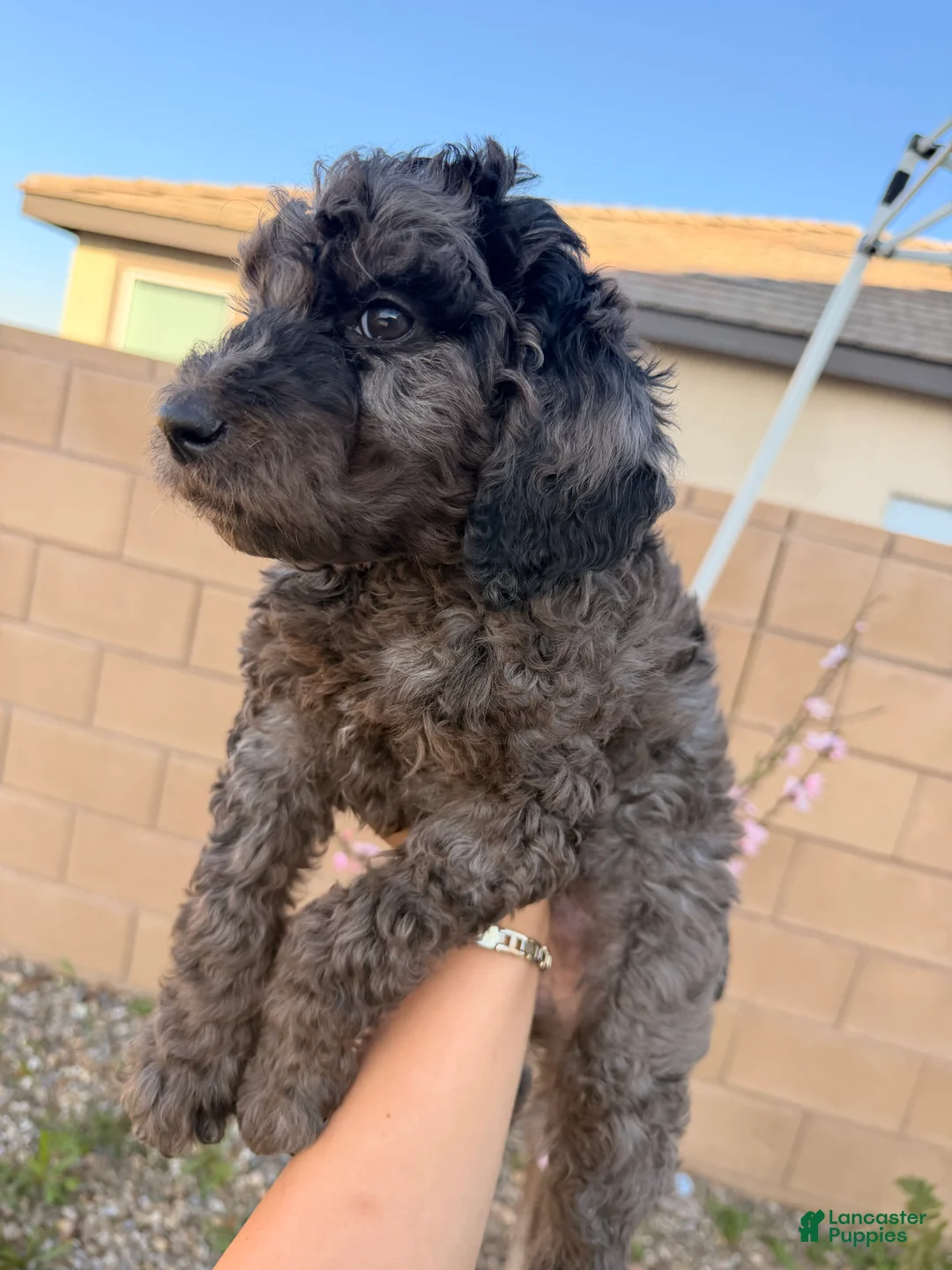 Goldendoodle dogs for sale: Goldendoodle Puppy 2 - Ad 1