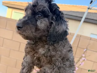 Goldendoodle dogs Goldendoodle Puppy 2 - Ad 2