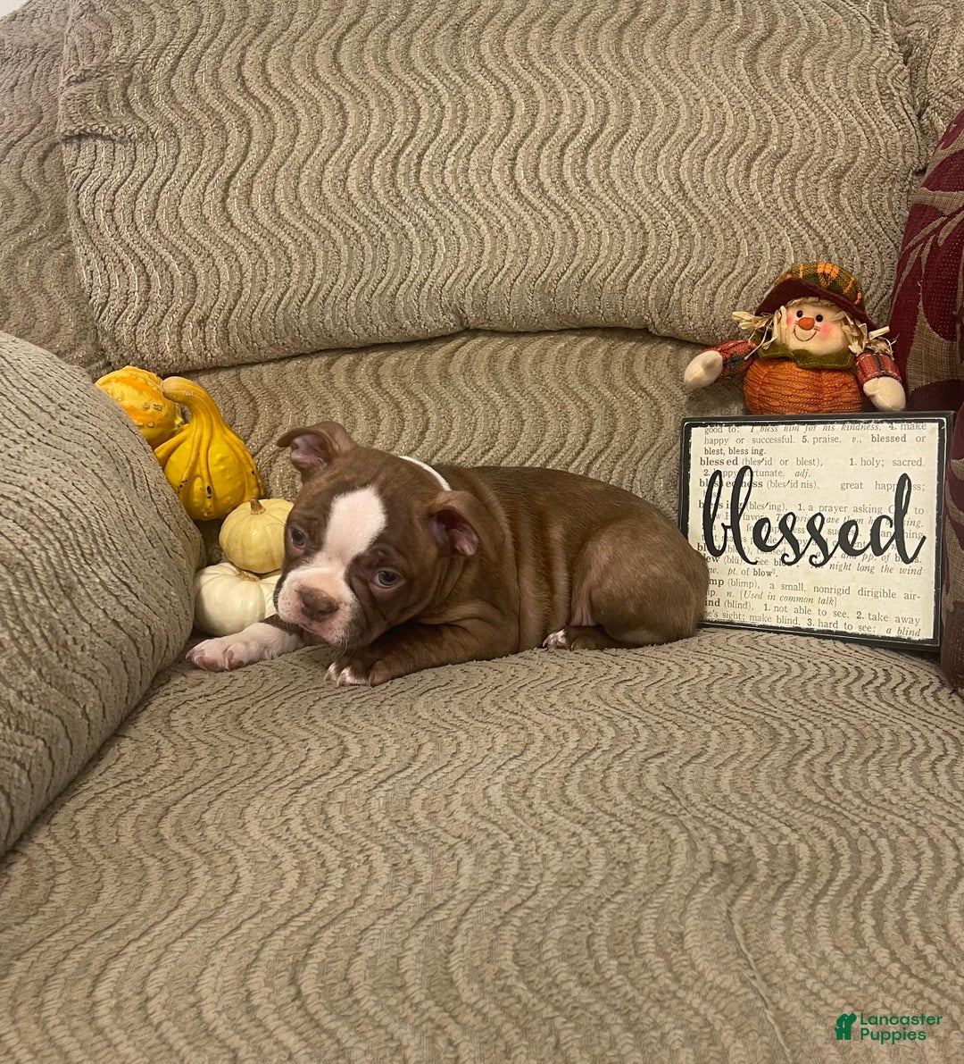 Boston Terrier dogs for sale: Odie - Ad 2