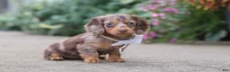 Miniature Dachshund dogs for sale: Rosie - Ad 5